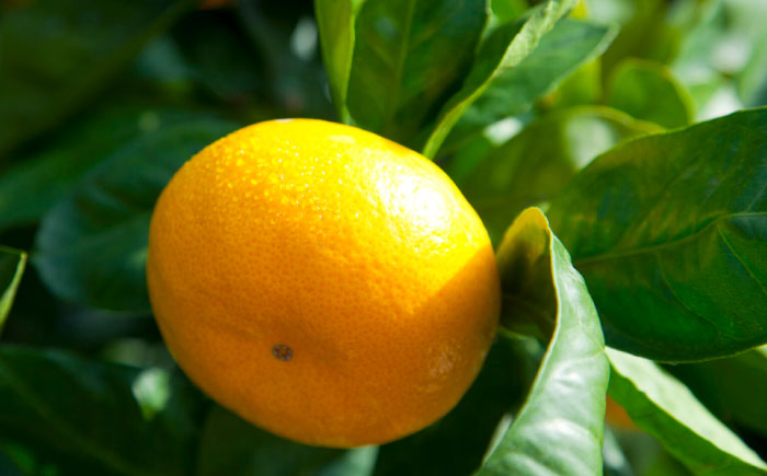 五代目みかん約4.5kg（40-50個） / フルーツ / 佐賀県 / 石橋果樹園 [41AAAJ003]