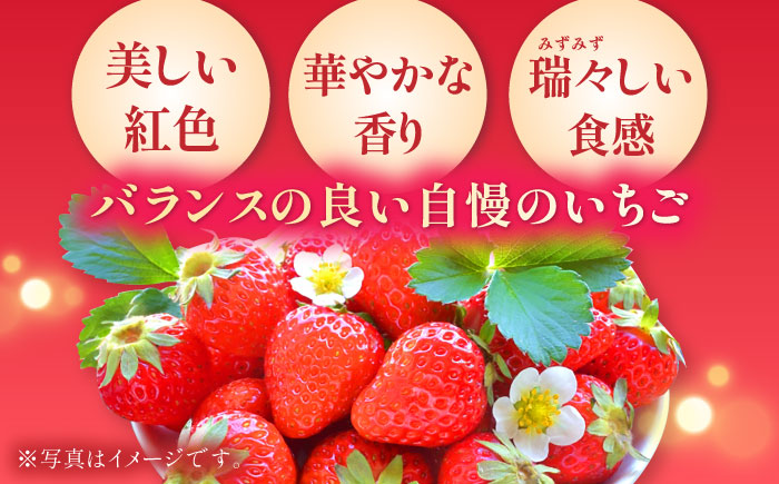 【2026年発送分 先行予約】いちごさん 約1kg（240g×4パック） / フルーツ / 佐賀県 / さが風土館季楽 [41AABE102]