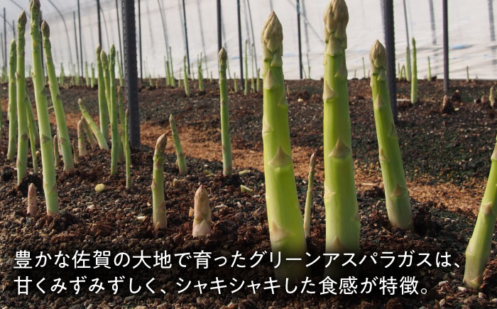 【2026年発送分 先行予約】春芽 アスパラガス 計1kg（〇Lサイズ） / 野菜 / 佐賀県 / さが風土館季楽 [41AABE103]