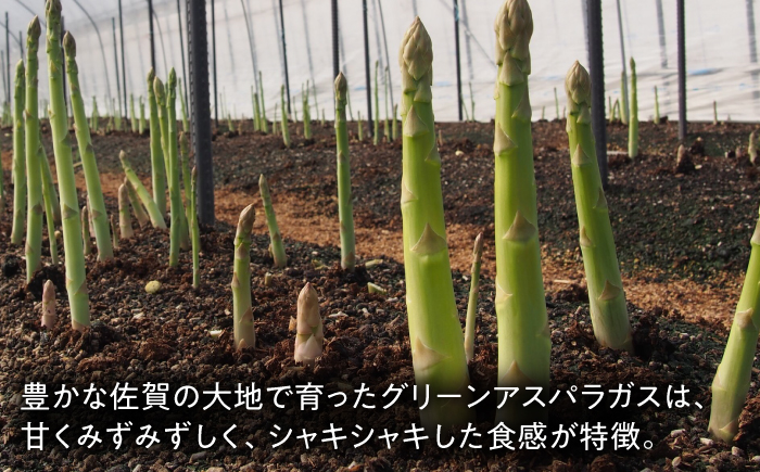 【2026年発送 先行予約】夏芽 アスパラガス 計1kg（〇Lサイズ） / 野菜 / 佐賀県 / さが風土館季楽 [41AABE104]