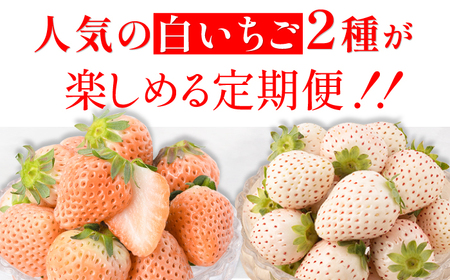 【2026年発送分 先行予約】【全3回定期便】白いちご2種（淡雪・パールホワイト）/ フルーツ / 佐賀県ふるさと納税 [41AAZZ001]