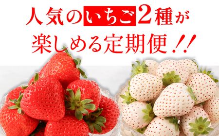 【全4回定期便】紅白いちご（恋みのり・パールホワイト）/ フルーツ / 佐賀県ふるさと納税 [41AAZZ002]