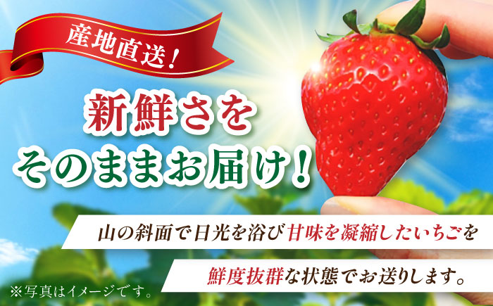 【2026年発送 先行予約】いちごさん 約1kg（約250g×4パック） / フルーツ / 佐賀県 / リフルット株式会社 [41ABAA001]