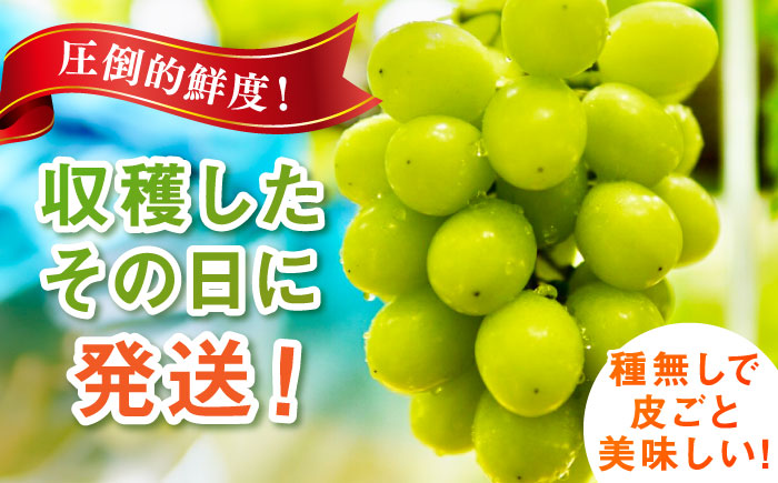 【2026年発送 先行予約】シャインマスカット 3kg / フルーツ / 佐賀県 / リフルット株式会社 [41ABAA015]
