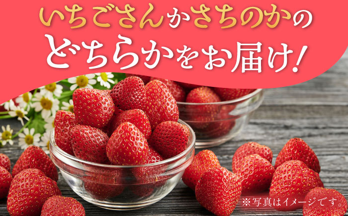 【お歳暮用/熨斗付】 特選濃厚苺30粒 品種:いちごさん or さちのか / フルーツ / 佐賀県 / リフルット株式会社 [41ABAA017]