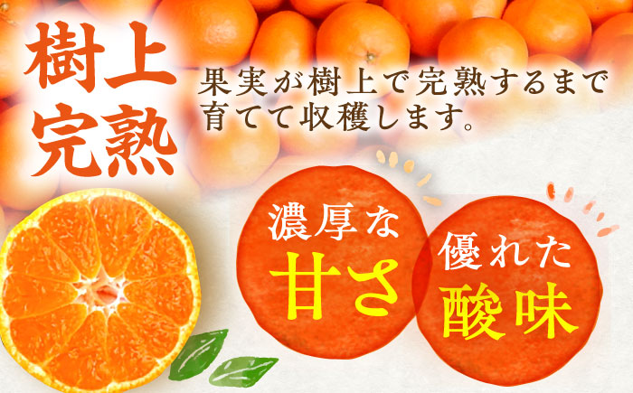 【12月発送】樹上完熟みかん 5kg / 佐賀県 / 吉田みかん園 [41ABAG002]