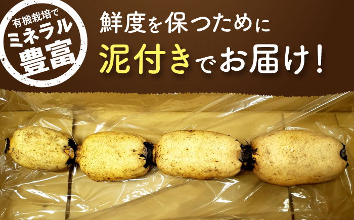 有機（オーガニック）泥付き蓮根1kg / れんこん / 佐賀県 / 吉田農園 [41AHAE004]