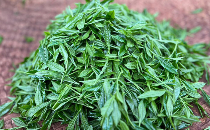 【ロマ佐賀】【農林水産大臣賞受賞】【数量限定】蒸し製玉緑茶 10g / お茶 / 佐賀県 / 白川製茶園 [41AIAB015]