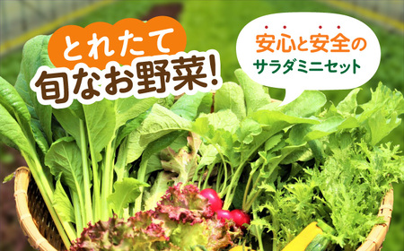 【全6回定期便】オーガニック サラダミニセット 7種×1パック / 野菜 / 佐賀県 / 株式会社サガンベジ [41ANCH005]
