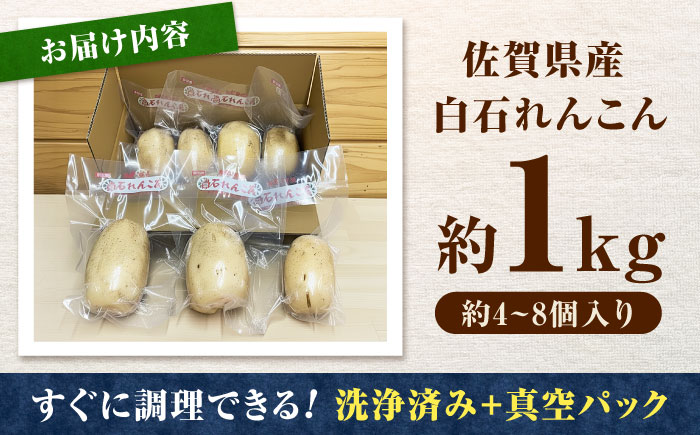 【金賞受賞！】真空パック 松尾青果のこだわり白石れんこん 約1kg(4-8個) / れんこん 蓮根 レンコン 野菜 根菜 / 佐賀県 / 松尾青果 [41ASAB001]