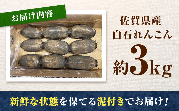 【金賞受賞！】泥付き 松尾青果のこだわり白石れんこん 約3kg / れんこん 蓮根 レンコン 野菜 根菜 / 佐賀県 / 松尾青果 [41ASAB002]