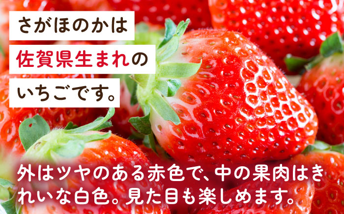 【2026年発送分 先行予約】白石産いちご「さがほのか」 220g×2パック / フルーツ / 佐賀県 / 岸川農園 [41ASAG010]