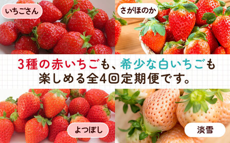 【2026年発送分 先行予約】【全4回定期便】いちご4品種食べ比べ（いちごさん・さがほのか・よつぼし・淡雪） / フルーツ / 佐賀県 / 岸川農園 [41ASAG033]