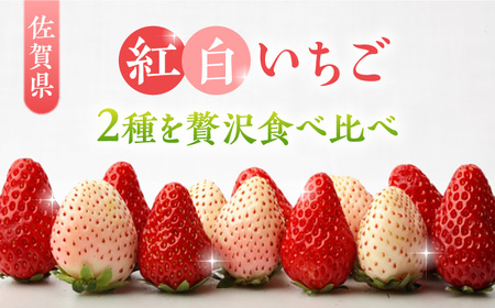 【2026年発送分 先行予約】紅白いちごのセット 佐賀県産 いちごさん・パールホワイト各220g / フルーツ / 佐賀県 / かわさきいちご [41ASBJ001]