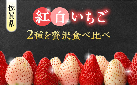 【2026年発送分 先行予約】【化粧箱入り】佐賀県産 いちごさん・パールホワイト 330g（約15-18粒） / フルーツ / 佐賀県 / かわさきいちご [41ASBJ002]