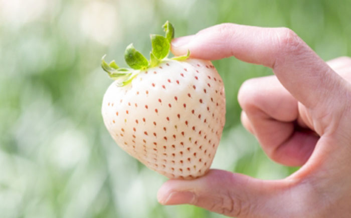 【先行予約】 佐賀県産白いちご 新品種 こころの色 220g×2パック / フルーツ / 佐賀県 / 鐘ヶ江農園 [41ASBK003]