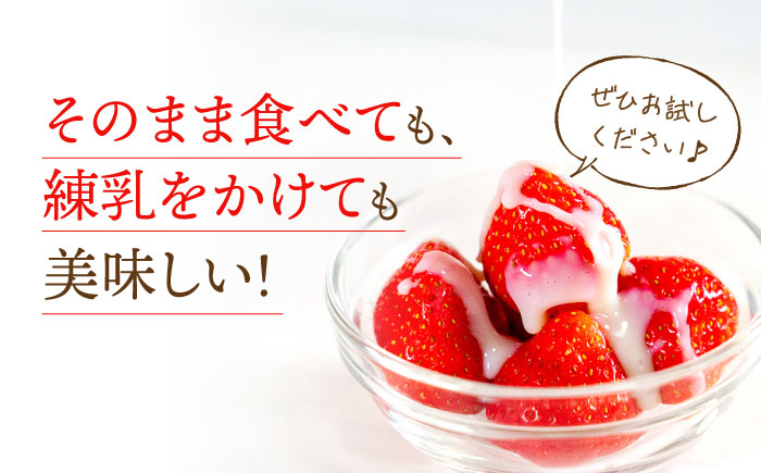 【2026年発送分 先行予約】【全4回定期便】さがほのか 220g×2パック×4回 / いちご / 佐賀県 / 鐘ヶ江農園 [41ASBK004]
