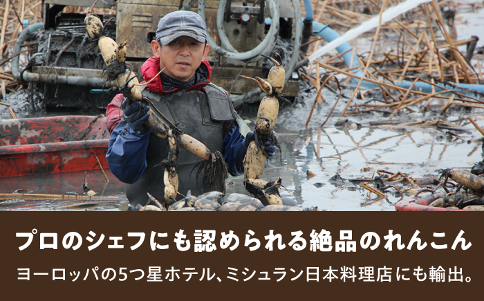 【年末発送】田島屋れんこん 2kg（泥付き） / 蓮根 / 佐賀県 / 田島屋れんこん [41ASDA004]