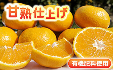 完熟 太良みかん 計3kg（2.6kg＋400g傷み保証分）/ フルーツ / 佐賀県 / 山本農園 [41ATBT002]