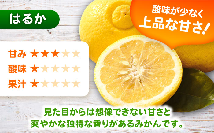 はるか 計4.5kg（4kg＋500g傷み保証分）　M-3Lサイズ / みかん / 佐賀県 / 山本農園 [41ATBT006]