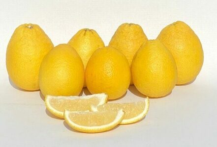 ムーンオレンジ！弓削瓢柑！4.5kg / みかん / 佐賀県 / 山本農園 [41ATBT012]