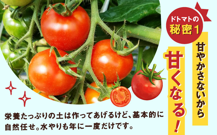 人気のドトマト2号 1箱 / 佐賀県 / 永尾産ち [41AAAC003]