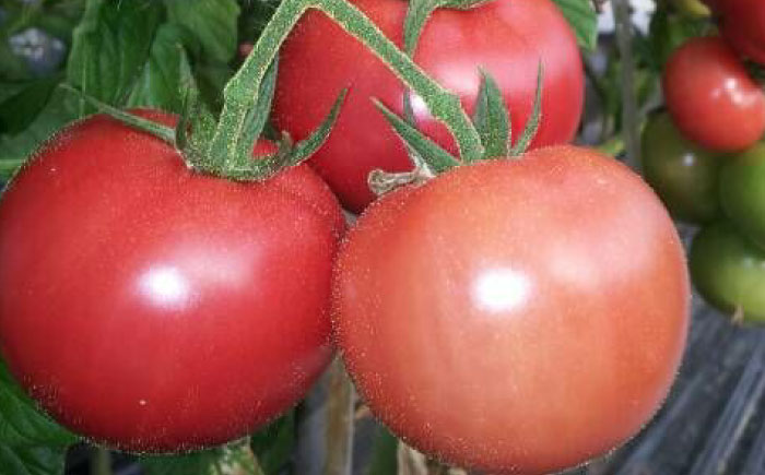 ドトマト3号 1箱（500g-1kg） / 佐賀県 / 永尾産ち [41AAAC004]