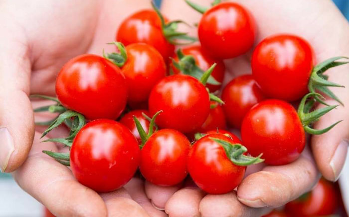 極ドトマト 1kg / 佐賀県 / 永尾産ち [41AAAC005]