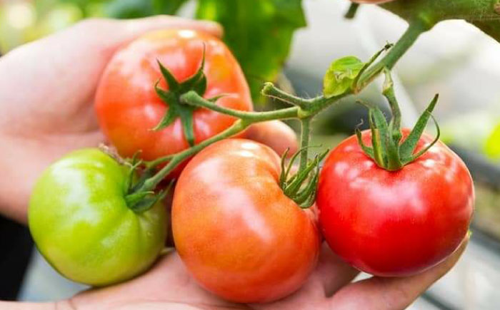 永尾産ちド級シリーズ トマト食べくらべセット / 佐賀県 / 永尾産ち [41AAAC006]