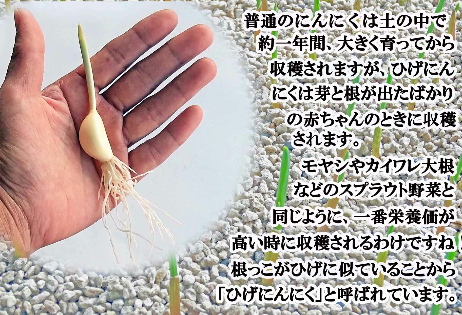 ひげにんにく玉 1袋 （1袋60粒入） / 健康食品 / 佐賀県 / 日本にんにく [41AAAO001]