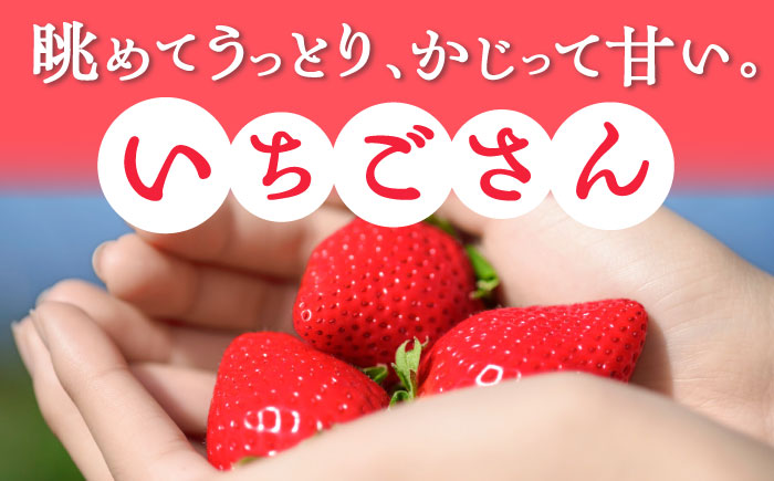 【2026年発送分 先行予約】いちごさん 約1kg（240g×4パック） / フルーツ / 佐賀県 / さが風土館季楽 [41AABE102]