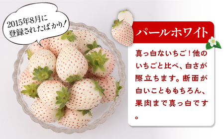 【全4回定期便】紅白いちご（恋みのり・パールホワイト）/ フルーツ / 佐賀県ふるさと納税 [41AAZZ002]