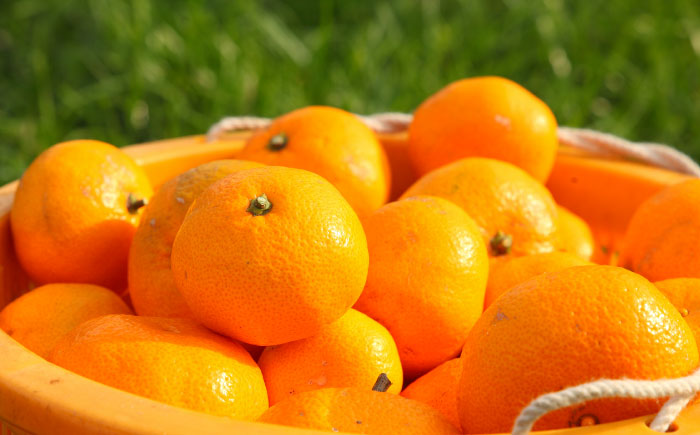 佐賀県産みかん にじゅうまる約5kg / フルーツ 柑橘 唐津 にじゅうまる / 佐賀県 / リフルット株式会社 [41ABAA023]