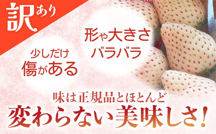 白い宝石（訳あり）約520g（約130g×4パック） / いちご / 佐賀県 / 手島農園 [41ABAB004]