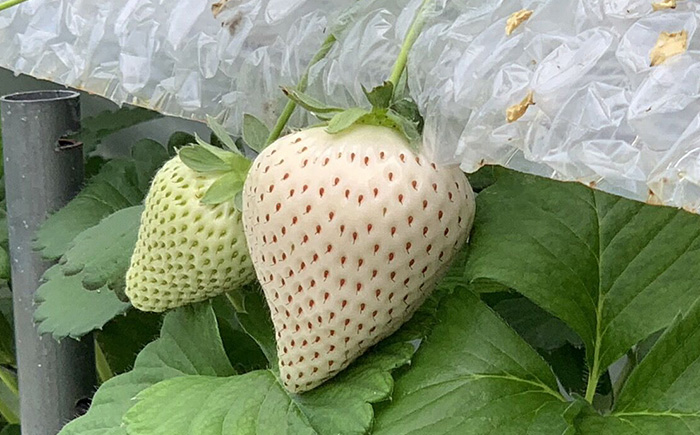 白い宝石（平パック）約430g（約215g×2パック） / いちご / 佐賀県 / 手島農園 [41ABAB006]