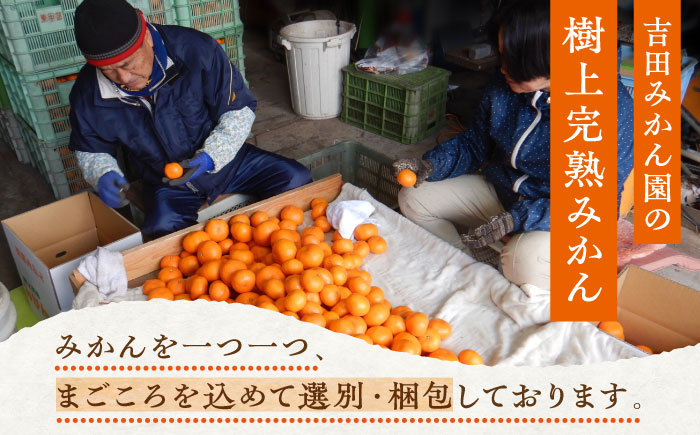 【12月発送】樹上完熟みかん 5kg / 佐賀県 / 吉田みかん園 [41ABAG002]
