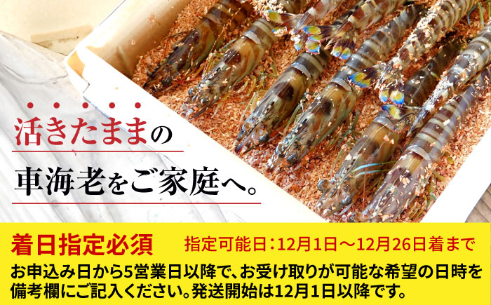 配送地域限定・年内配送】【活きたまま直送！】活車海老（養殖） 計1kg（20尾-40尾）/ エビ えび 海老 生えび 生海老 刺身 海鮮 / 佐賀県  / 株式会社拓水 浜崎クルマエビセンター [41ABAI003]: 佐賀県ANAのふるさと納税