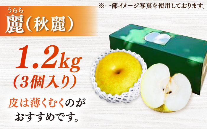 【2026年発送分 先行予約】【化粧箱入り】麗（秋麗）3個入（約1.2kg） / 梨 / 佐賀県 / 大川三世代 [41AEAB007]