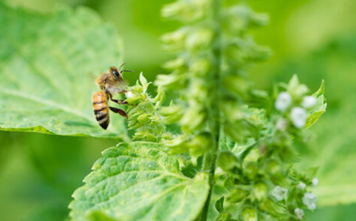 えこびとのレトロプリンとはちみつプリン2種セット（計5個） / スイーツ / 佐賀県 / 株式会社中村 [41AJCN009]