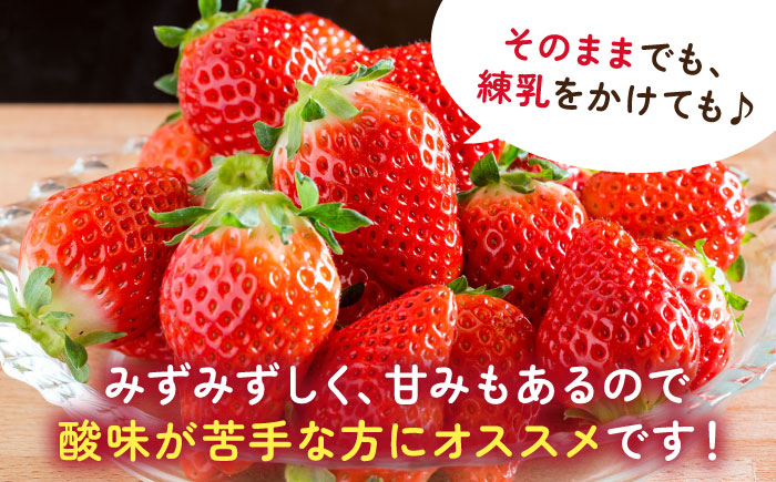 【2026年発送分 先行予約】白石産いちご「さがほのか」 220g×2パック / フルーツ / 佐賀県 / 岸川農園 [41ASAG010]