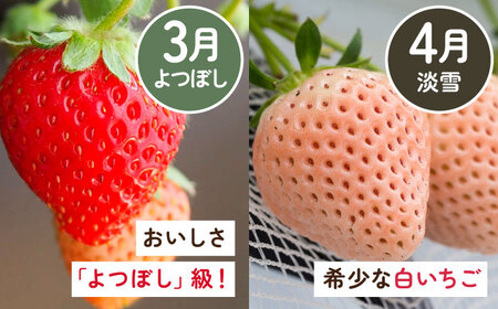 【2026年発送分 先行予約】【全5回定期便】佐賀県産 いちご4品種（いちごさん・さがほのか・よつぼし・淡雪）と冷凍いちご食べ比べ / フルーツ / 佐賀県 / 岸川農園 [41ASAG039]