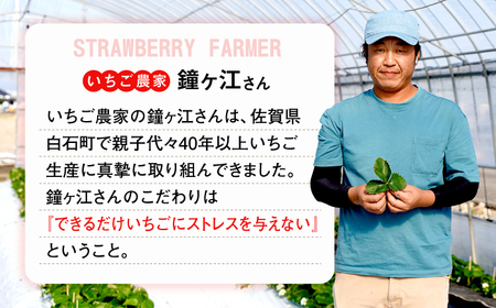 【2026年発送分 先行予約】佐賀県産いちご 恋みのり 220g×2パック /フルーツ / 佐賀県 / 鐘ヶ江農園 [41ASBK001]