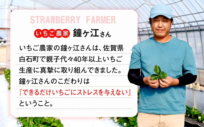 【先行予約】 佐賀県産白いちご 新品種 こころの色 220g×2パック / フルーツ / 佐賀県 / 鐘ヶ江農園 [41ASBK003]