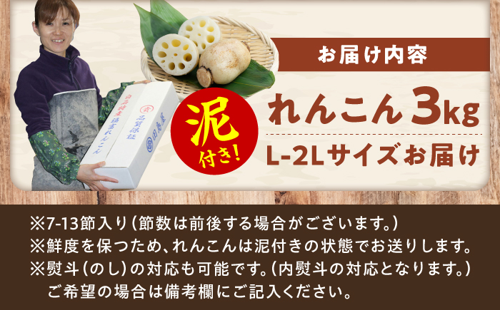 田島屋れんこん 3kg（泥付き） / 蓮根 / 佐賀県 / 田島屋れんこん [41ASDA001]