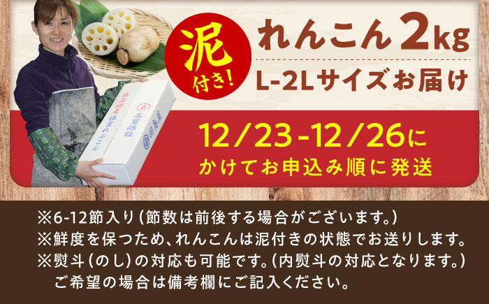 【年末発送】田島屋れんこん 2kg（泥付き） / 蓮根 / 佐賀県 / 田島屋れんこん [41ASDA004]
