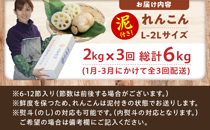 【全3回定期便】田島屋れんこん（泥付き） 計6kg（2kg×3回） / 蓮根 / 佐賀県 / 田島屋れんこん [41ASDA005]