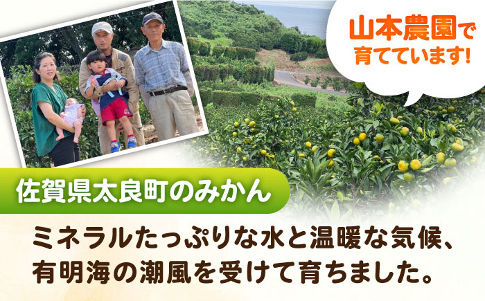 早熟みかん 計3kg（2.6kg＋400g傷み保証分）/ フルーツ / 佐賀県 / 山本農園 [41ATBT001]