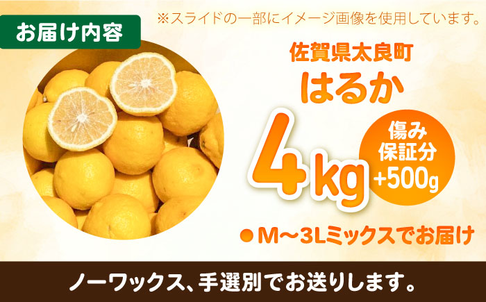 はるか 計4.5kg（4kg＋500g傷み保証分）　M-3Lサイズ / みかん / 佐賀県 / 山本農園 [41ATBT006]