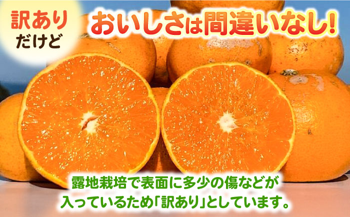 【訳あり】せとか 計3kg（2.6kg＋400ｇ傷み保証分） S-3Lサイズ / みかん / 佐賀県 / 山本農園[41ATBT010]