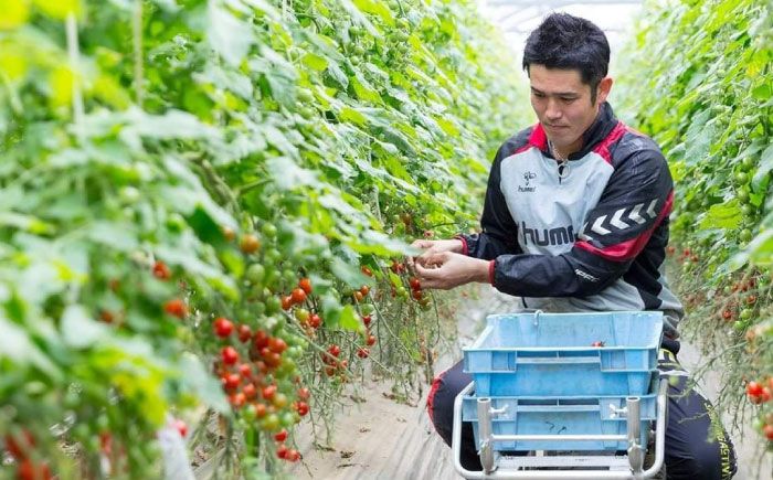 極ドトマト 1kg / 佐賀県 / 永尾産ち [41AAAC005]